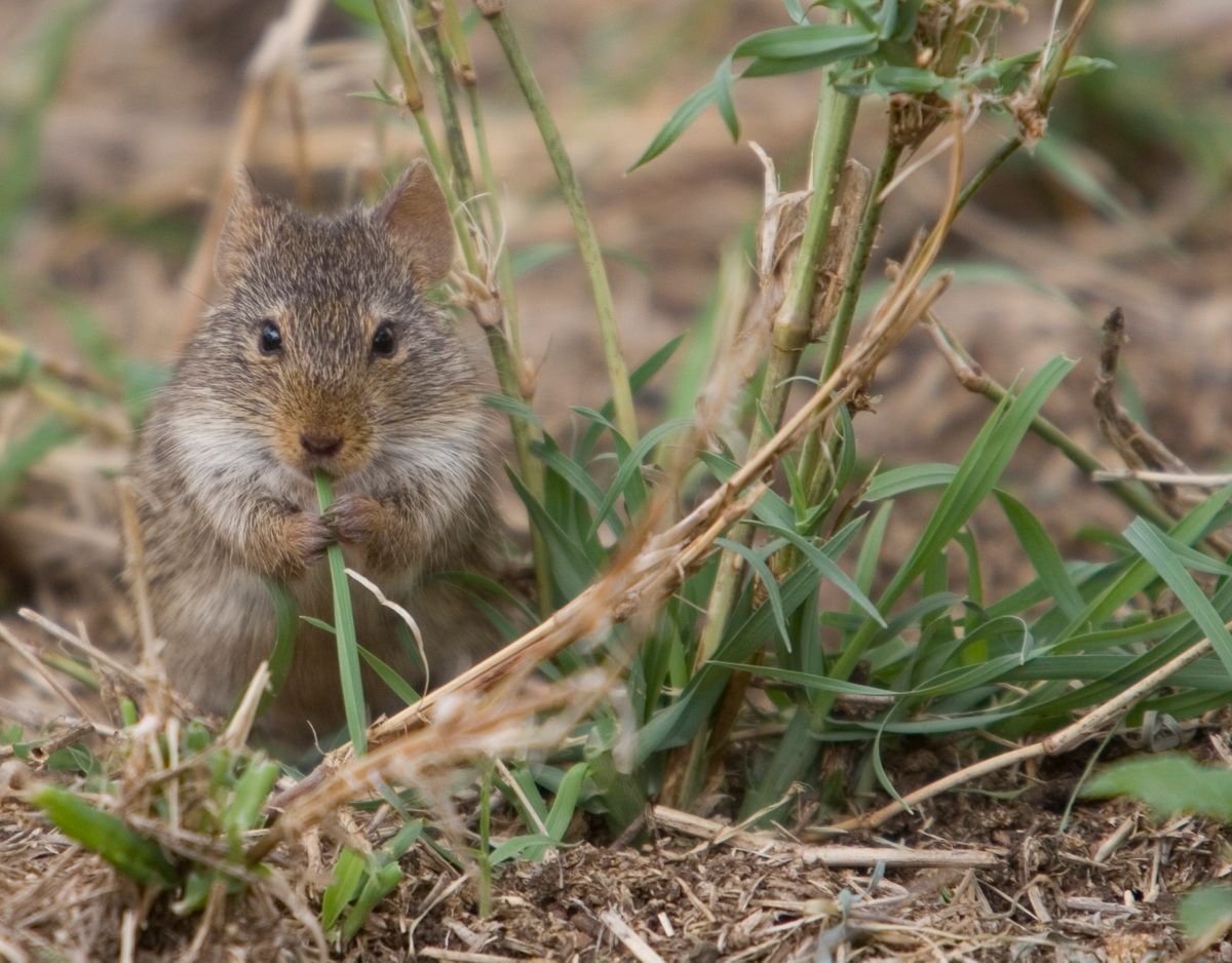 Ostafrika, Tansania, Kenia, Safari, Tierfoto, Serengeti, Maus