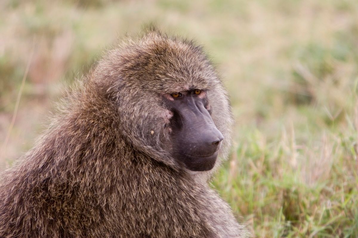 Ostafrika, Tansania, Kenia, Safari, Tierfoto, Serengeti, Pavian