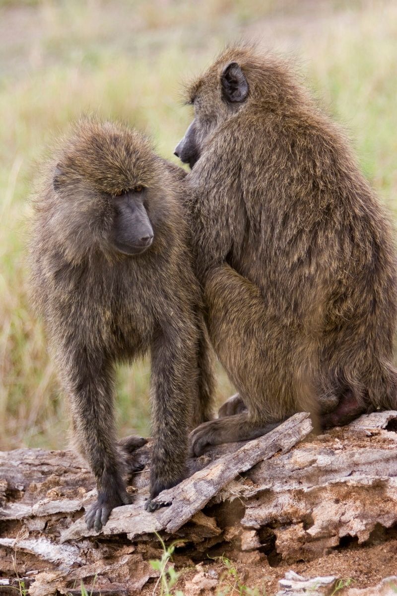 Ostafrika, Tansania, Kenia, Safari, Tierfoto, Serengeti, Paviane