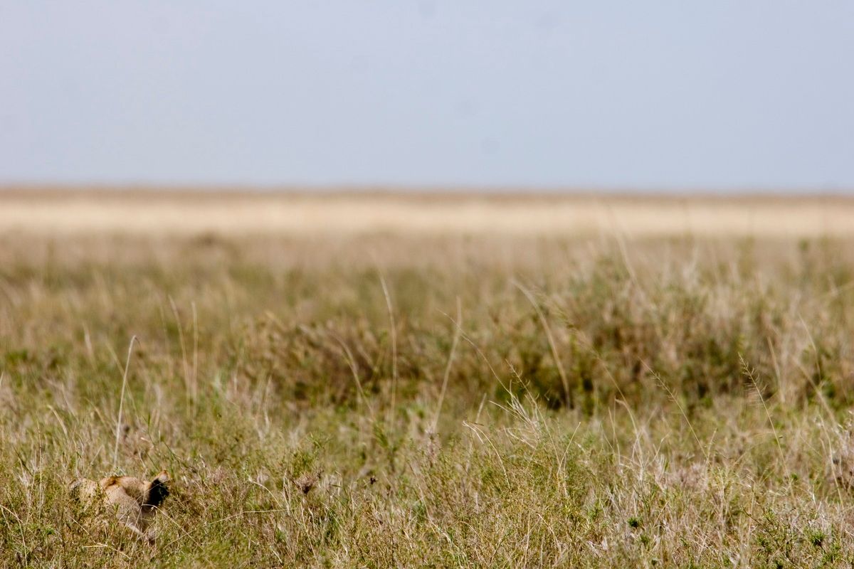 Ostafrika, Tansania, Kenia, Safari, Tierfoto, Serengeti, Löwin im Gras