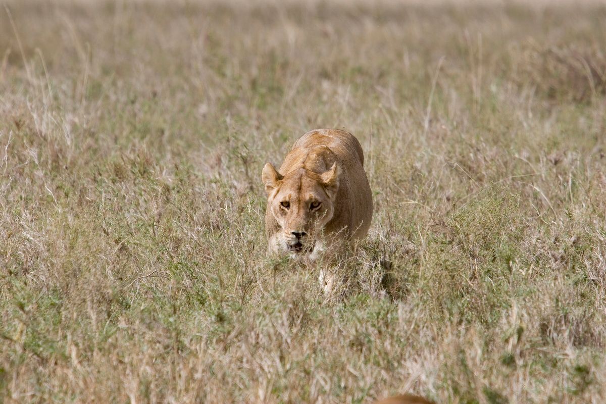 Ostafrika, Tansania, Kenia, Safari, Tierfoto, Serengeti, Löwin
