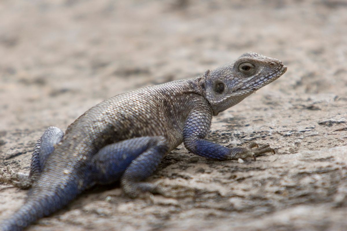 Ostafrika, Tansania, Kenia, Safari, Tierfoto, Serengeti, Echse