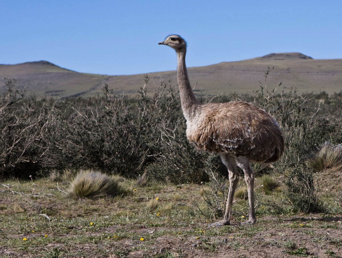 Südamerika, Argentinien, Patagonien, Trekking, Pampas, ,  Hartmut Ulrich