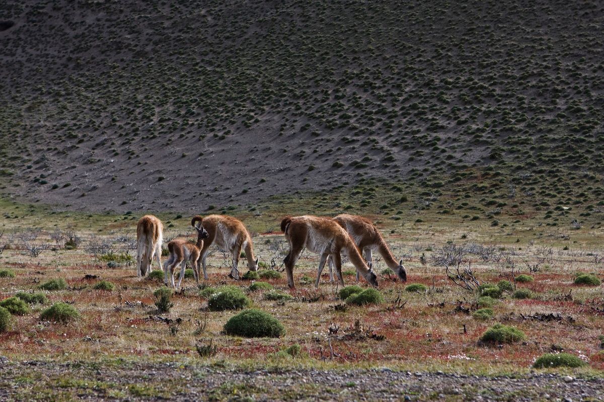 Südamerika, Argentinien, Patagonien, Trekking, Pampas, Guanacos,  Hartmut Ulrich
