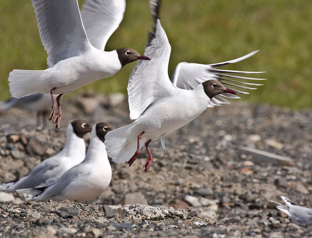 Südamerika, Argentinien, Patagonien, Trekking, Torres del Paine,  Hartmut Ulrich