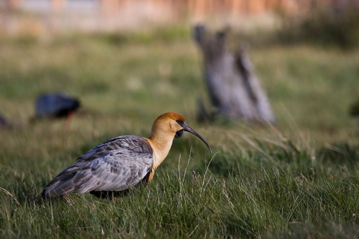 Südamerika, Argentinien, Patagonien, Trekking, Torres del Paine, Ibis,  Hartmut Ulrich
