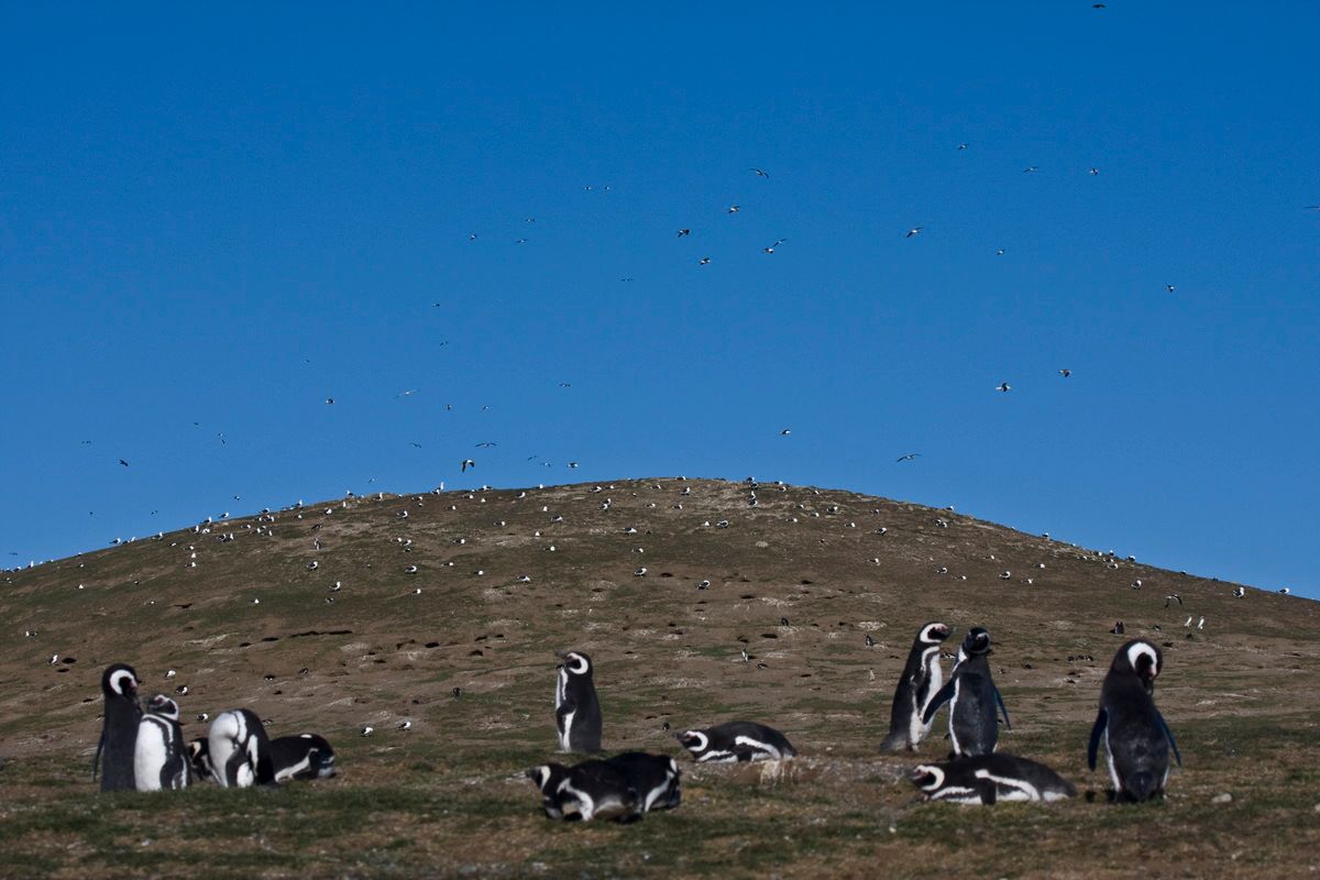 Südamerika, Argentinien, Tierra del Fuego, Ushuaia, Pinguin, Trekking, Hartmut Ulrich