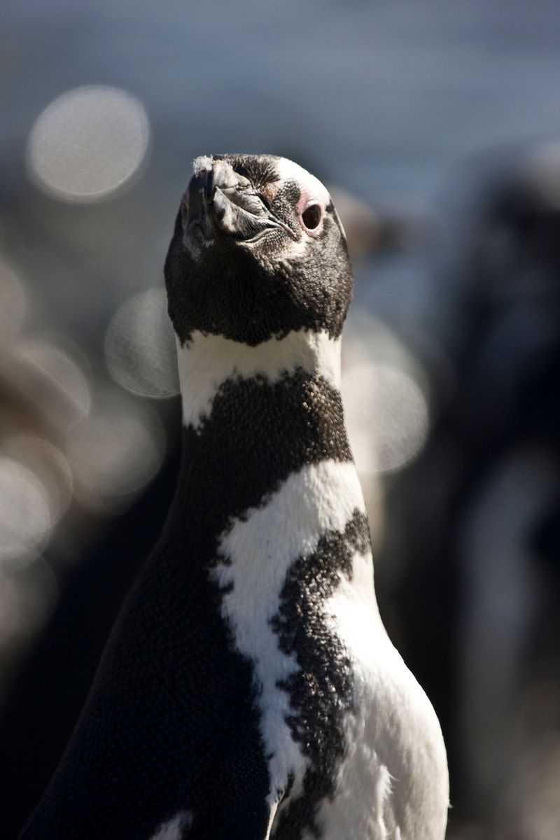 Südamerika, Argentinien, Tierra del Fuego, Ushuaia, Pinguin, Trekking, Hartmut Ulrich