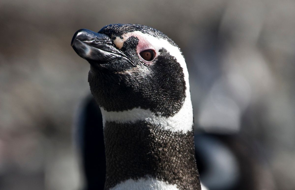 Südamerika, Argentinien, Tierra del Fuego, Ushuaia, Möwe, Trekking, Hartmut Ulrich