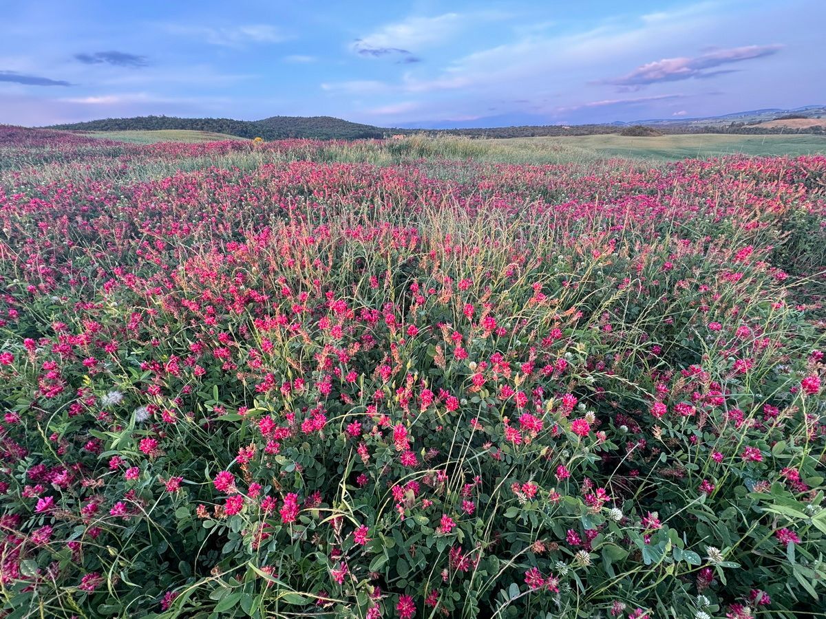 Tuscany Trail, Toskana, Gravel, Italy
