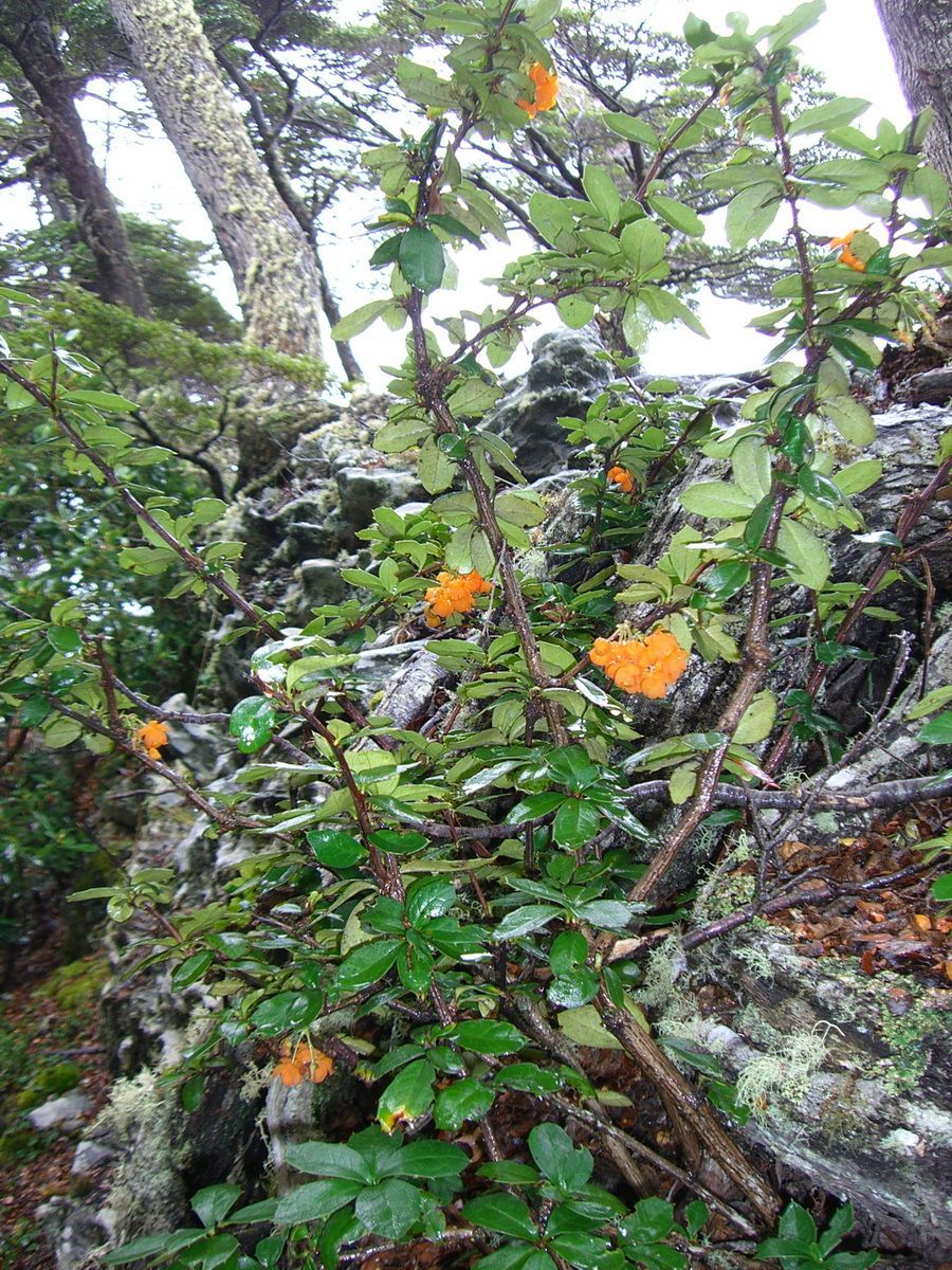 Südamerika, Argentinien, Patagonien, Trekking, Tierra del Fuego, Ushuaia, Hartmut Ulrich