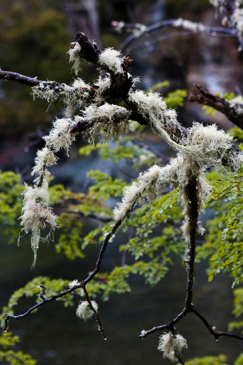 Südamerika, Argentinien, Patagonien, Trekking, Tierra del Fuego, Ushuaia, Hartmut Ulrich