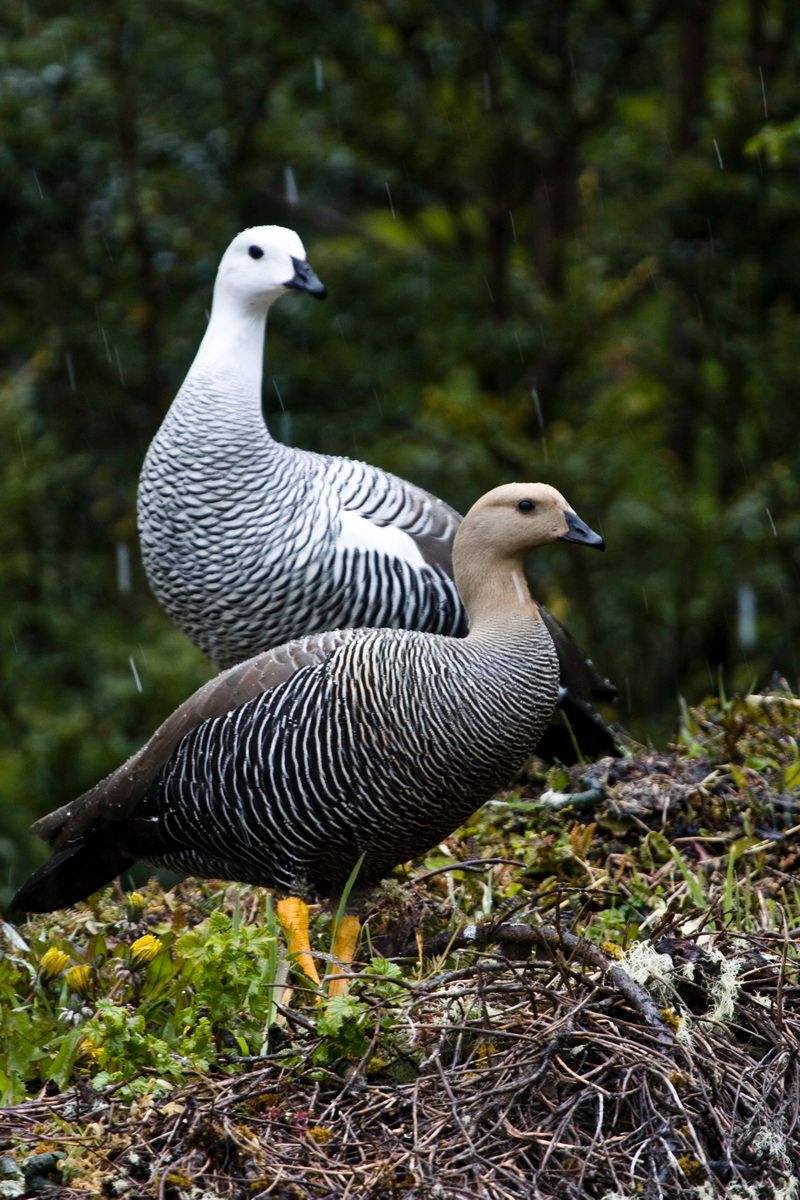 Südamerika, Argentinien, Patagonien, Trekking, Tierra del Fuego, Ushuaia, Hartmut Ulrich