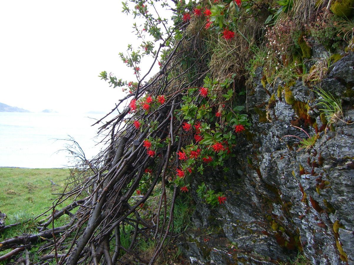 Südamerika, Argentinien, Patagonien, Trekking, Tierra del Fuego, Ushuaia, Hartmut Ulrich