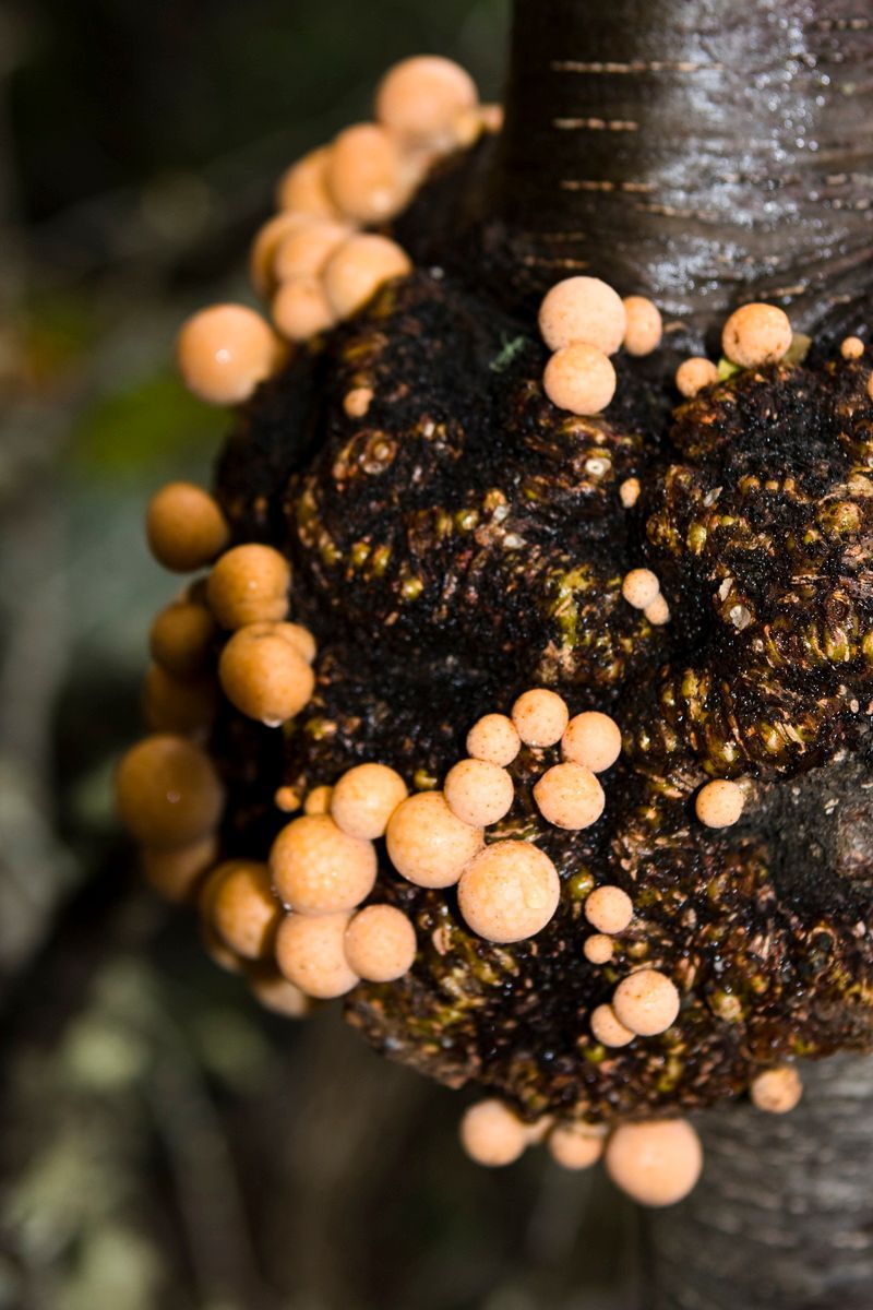 Südamerika, Argentinien, Patagonien, Trekking, Tierra del Fuego, Ushuaia, Hartmut Ulrich
