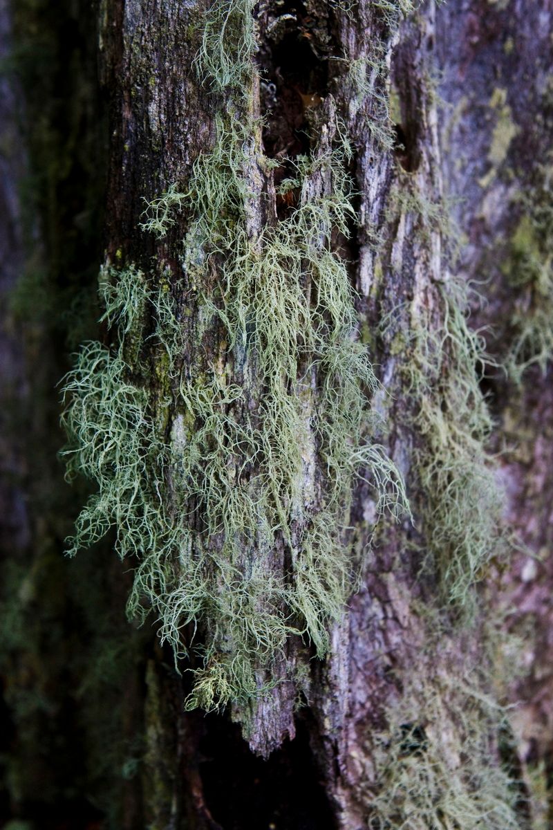 Südamerika, Argentinien, Patagonien, Trekking, Tierra del Fuego, Ushuaia, Hartmut Ulrich