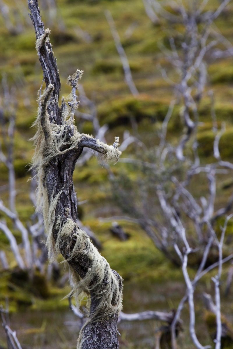 Südamerika, Argentinien, Patagonien, Trekking, Tierra del Fuego, Ushuaia, Hartmut Ulrich