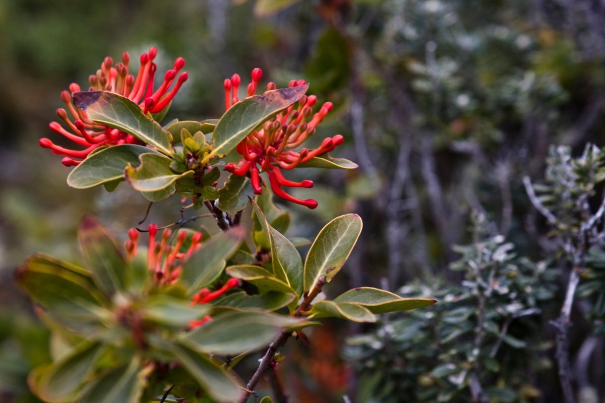 Südamerika, Argentinien, Patagonien, Trekking, Tierra del Fuego, Ushuaia, Hartmut Ulrich
