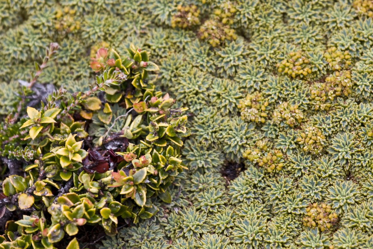 Südamerika, Argentinien, Patagonien, Trekking, Tierra del Fuego, Ushuaia, Hartmut Ulrich