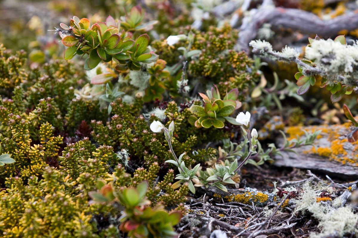 Südamerika, Argentinien, Patagonien, Trekking, Tierra del Fuego, Ushuaia, Hartmut Ulrich