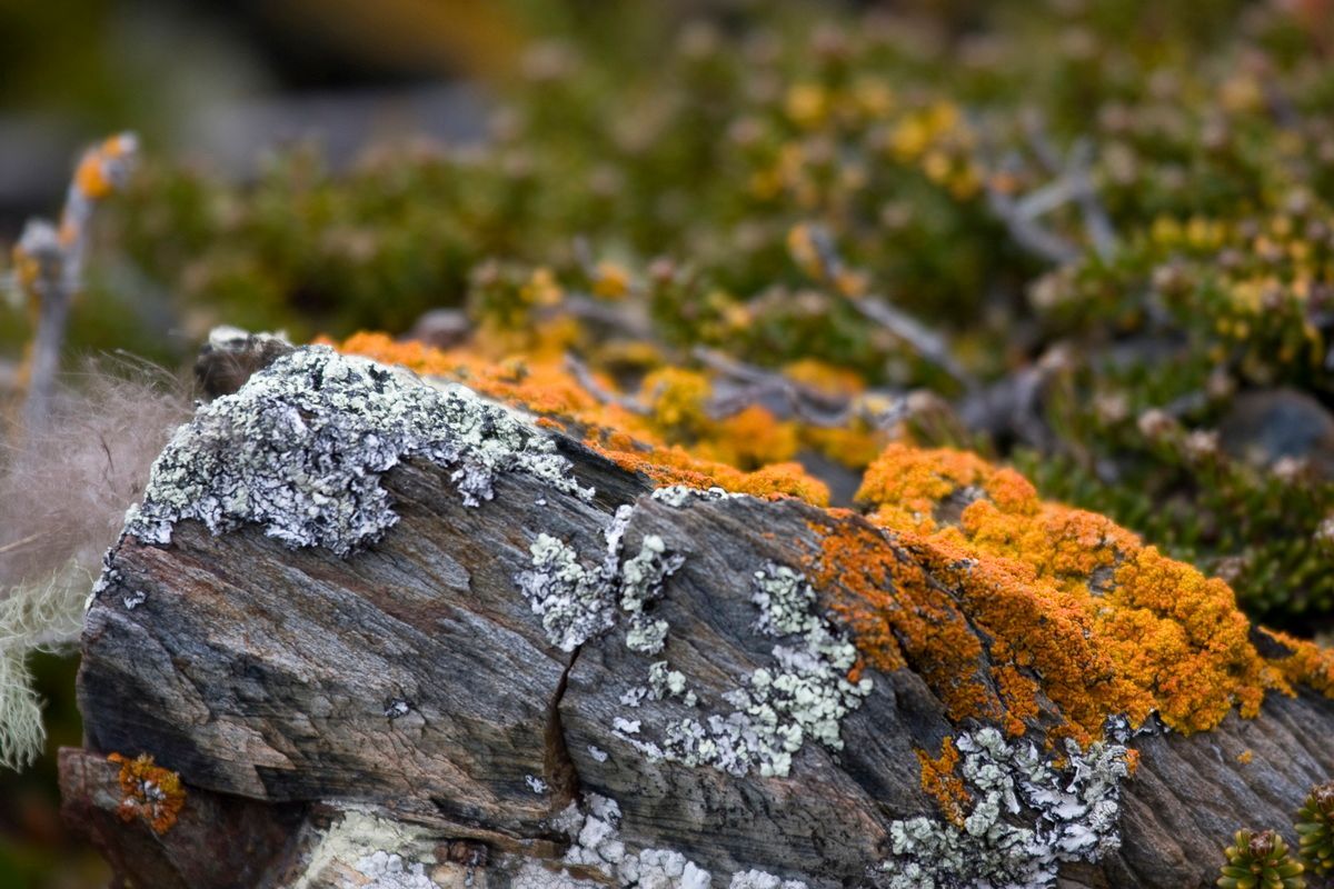 Südamerika, Argentinien, Patagonien, Trekking, Tierra del Fuego, Ushuaia, Hartmut Ulrich