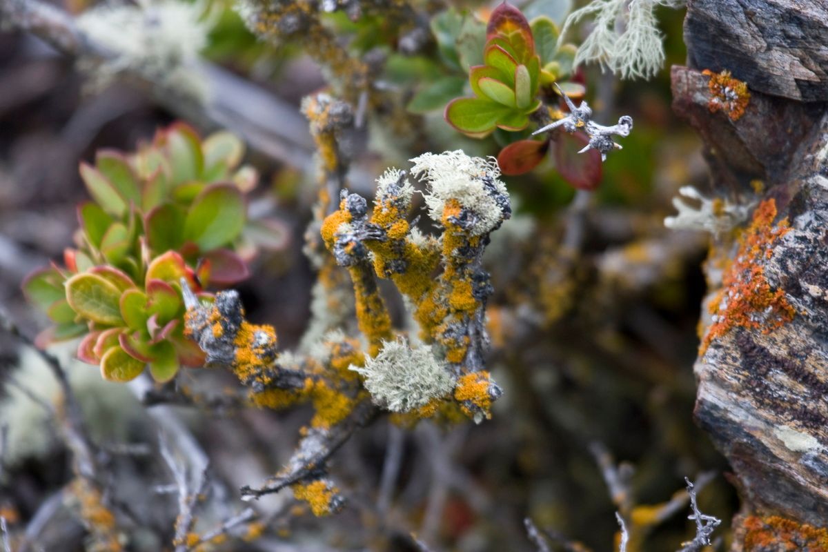Südamerika, Argentinien, Patagonien, Trekking, Tierra del Fuego, Ushuaia, Hartmut Ulrich