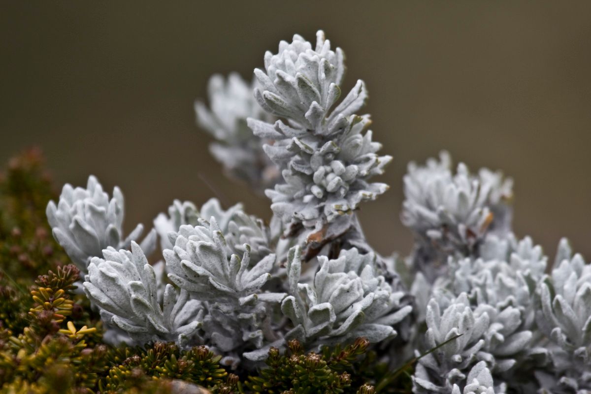 Südamerika, Argentinien, Patagonien, Trekking, Tierra del Fuego, Ushuaia, Hartmut Ulrich