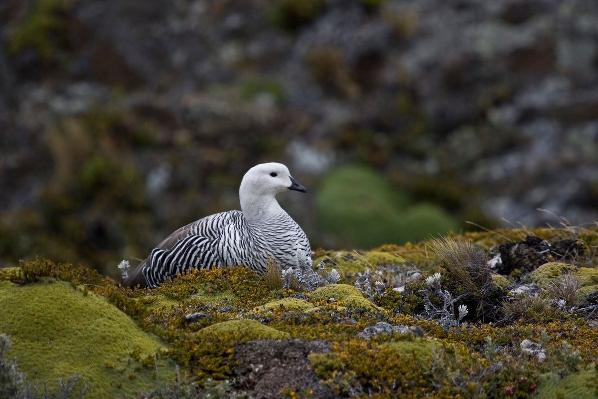 Südamerika, Argentinien, Patagonien, Trekking, Tierra del Fuego, Ushuaia, Hartmut Ulrich