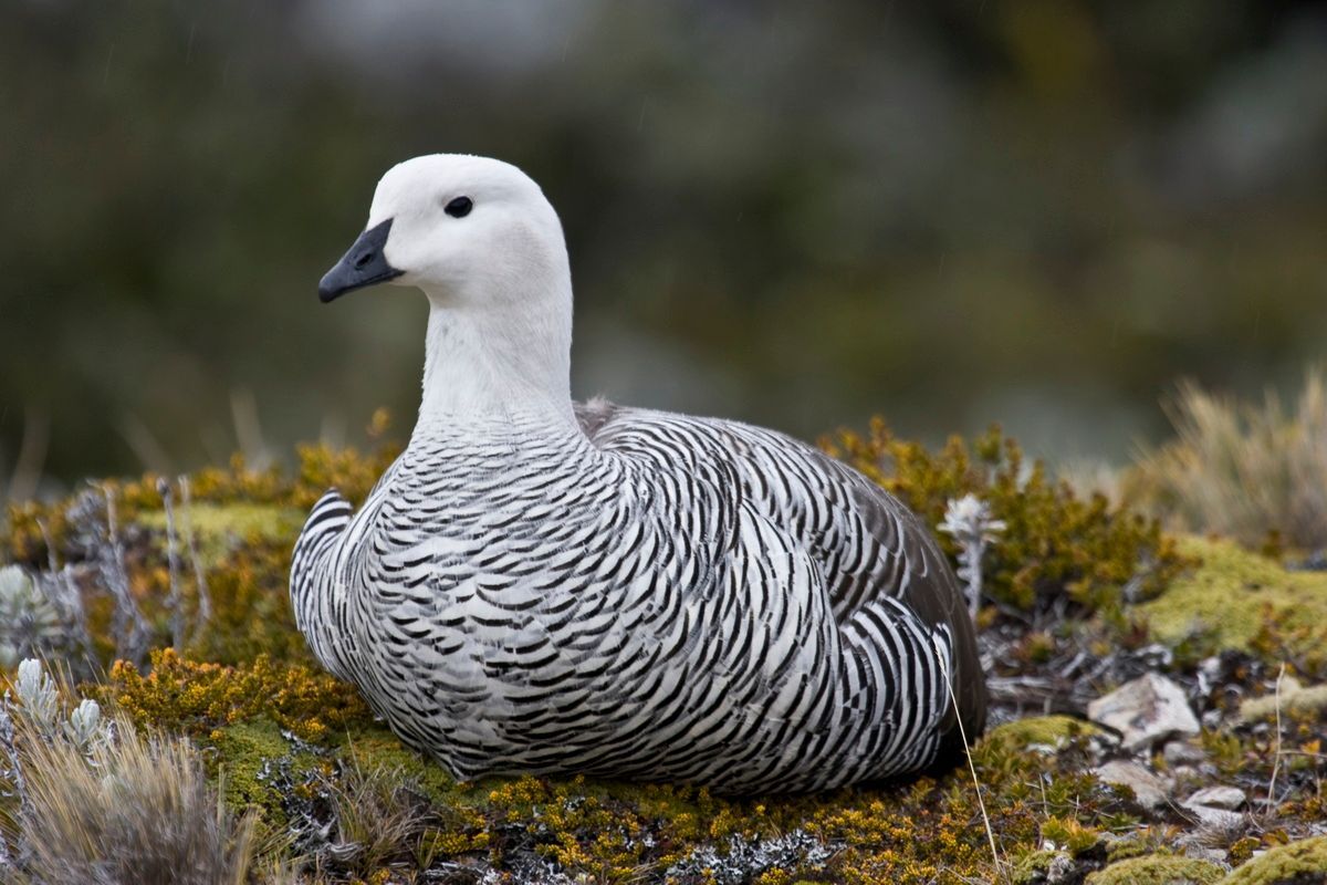 Südamerika, Argentinien, Patagonien, Trekking, Tierra del Fuego, Ushuaia, Hartmut Ulrich