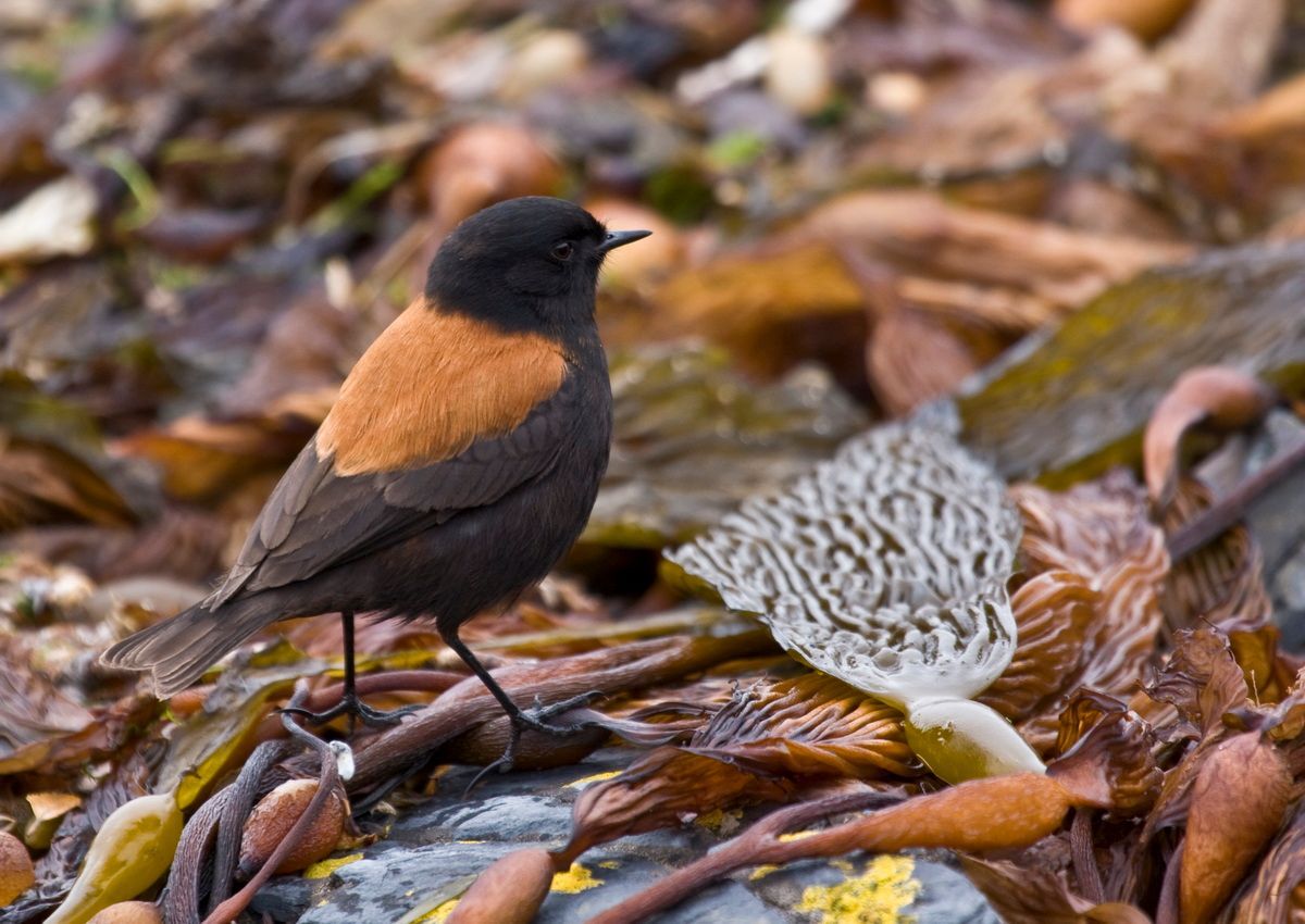 Südamerika, Argentinien, Patagonien, Trekking, Tierra del Fuego, Ushuaia, Hartmut Ulrich
