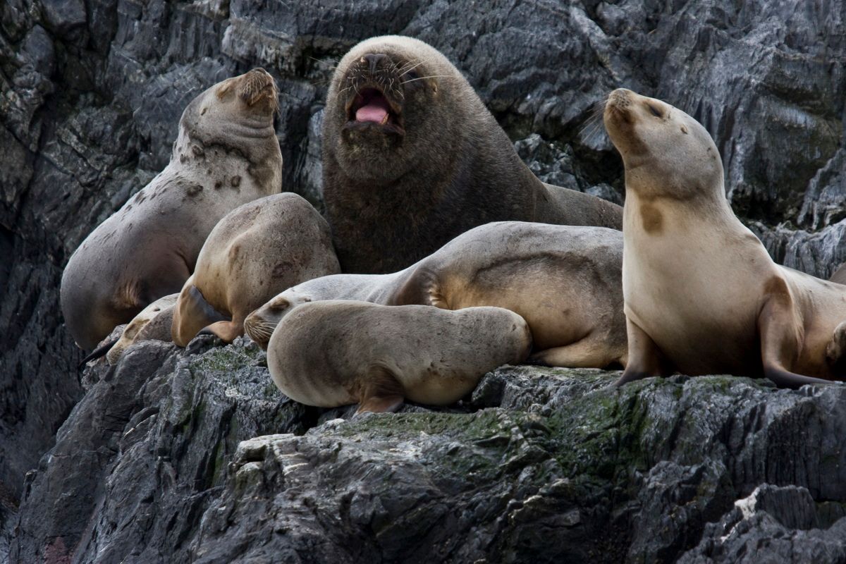 Südamerika, Argentinien, Patagonien, Trekking, Tierra del Fuego, Ushuaia, Hartmut Ulrich