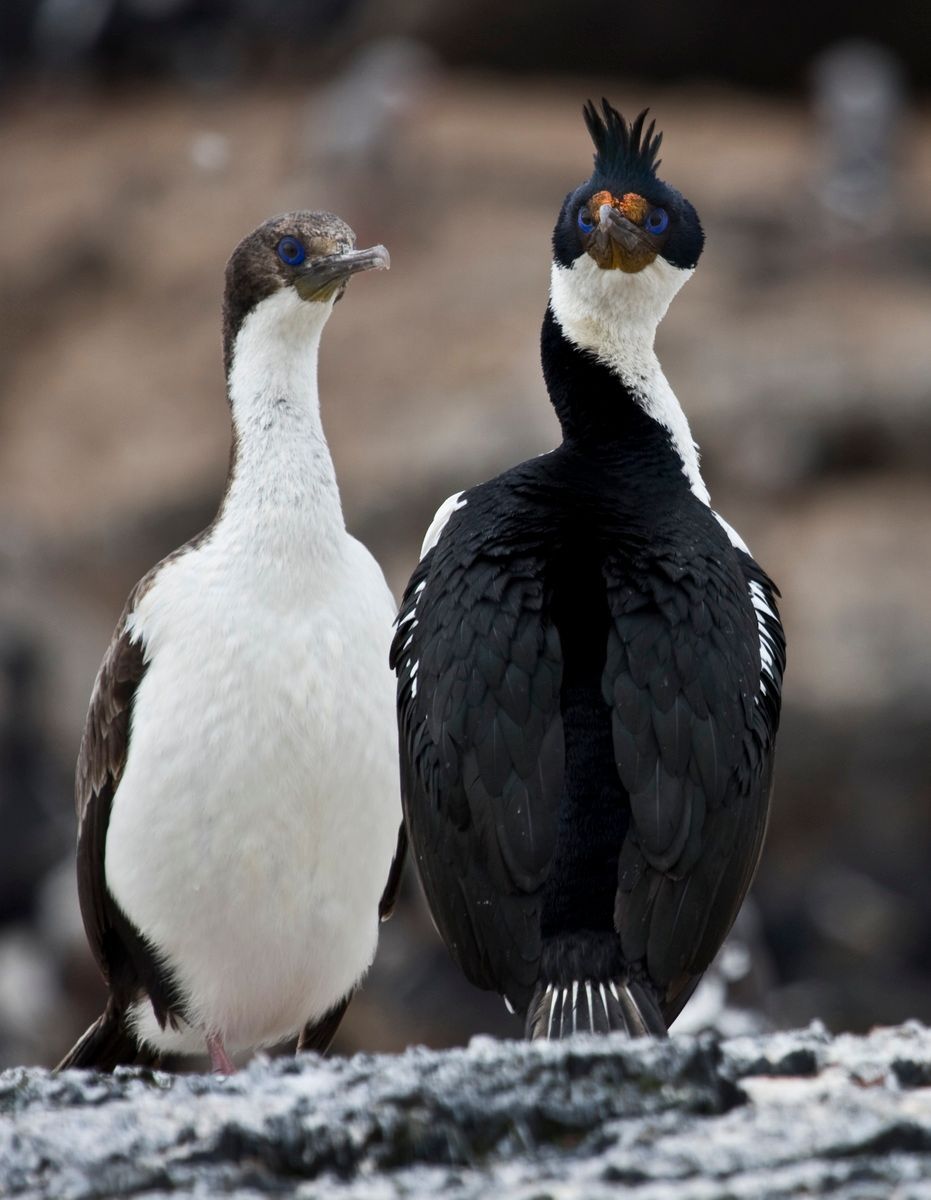 Südamerika, Argentinien, Patagonien, Trekking, Tierra del Fuego, Ushuaia, Hartmut Ulrich