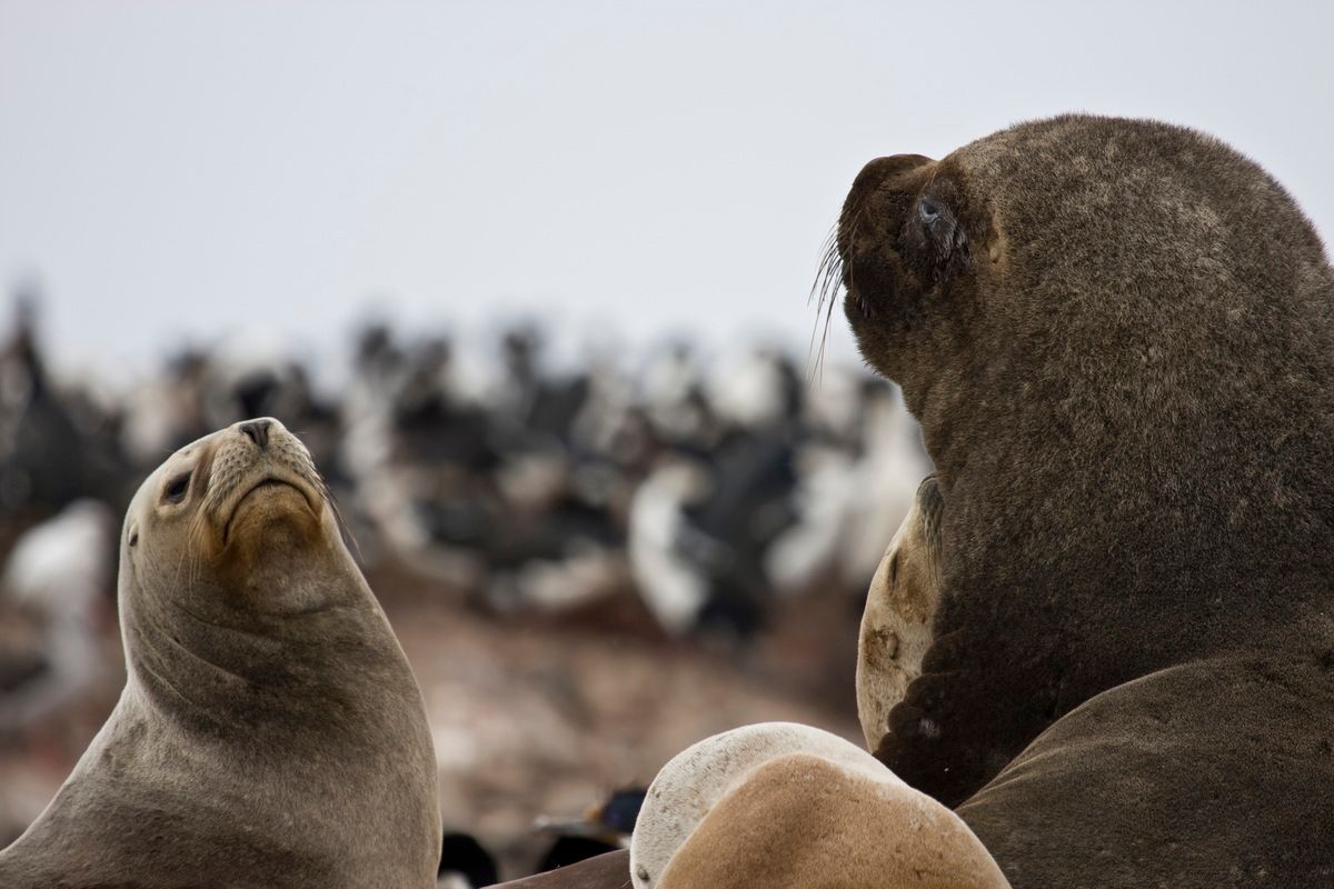 Südamerika, Argentinien, Patagonien, Trekking, Tierra del Fuego, Ushuaia, Hartmut Ulrich
