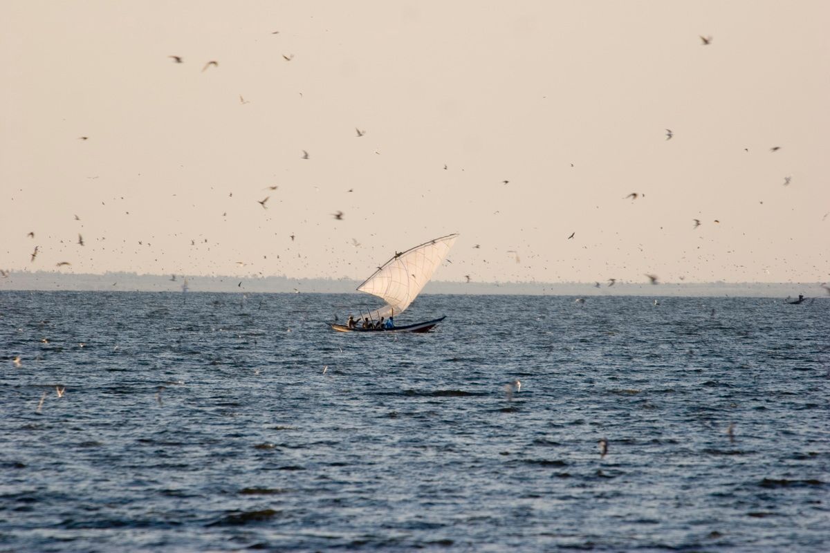 Ostafrika, Tansania, Kenia, Safari, Tierfoto, Lake Victoria, Speke Bay, Fischerboot, Vogelschwarm