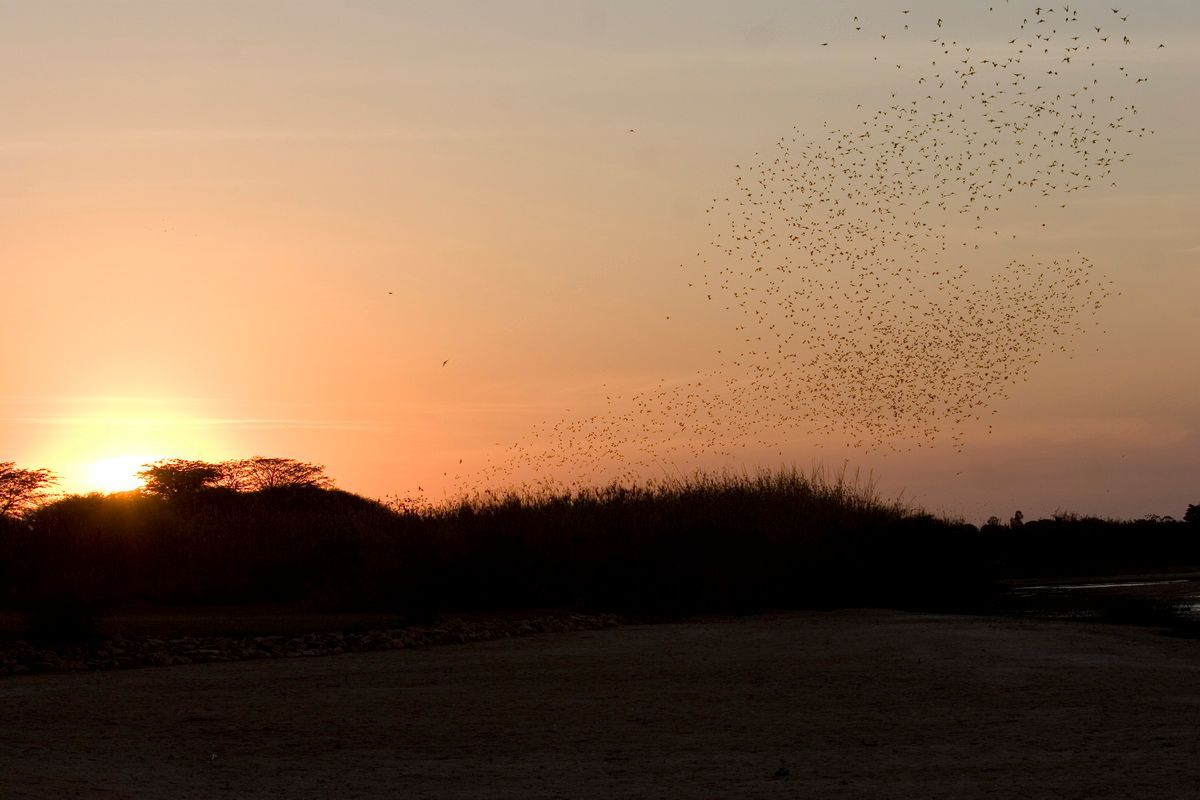 Ostafrika, Tansania, Kenia, Safari, Tierfoto, Lake Victoria, Speke Bay, Sonnenuntergang, Vogelschwarm