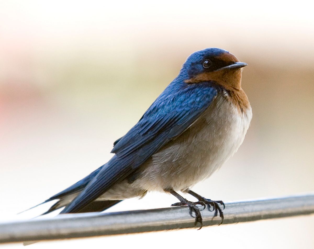 Ostafrika, Tansania, Kenia, Safari, Tierfoto, Lake Victoria, Speke Bay, Schwalbe