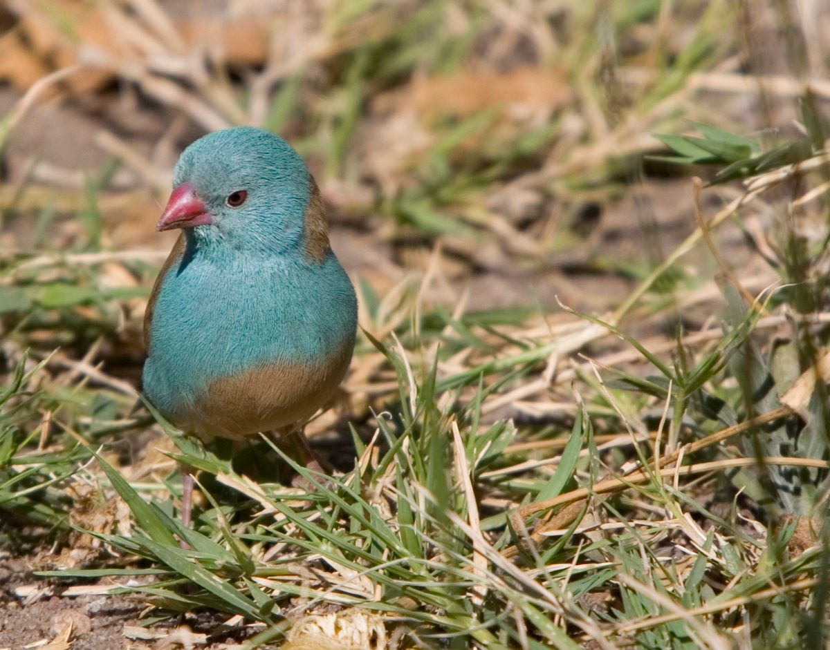 Ostafrika, Tansania, Kenia, Safari, Tierfoto, Lake Victoria, Speke Bay, Blaufink