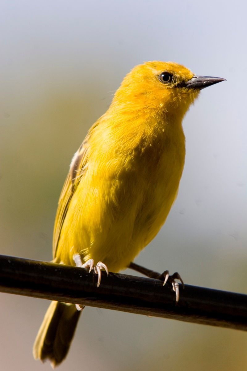 Ostafrika, Tansania, Kenia, Safari, Tierfoto, Lake Victoria, Speke Bay, Webervogel