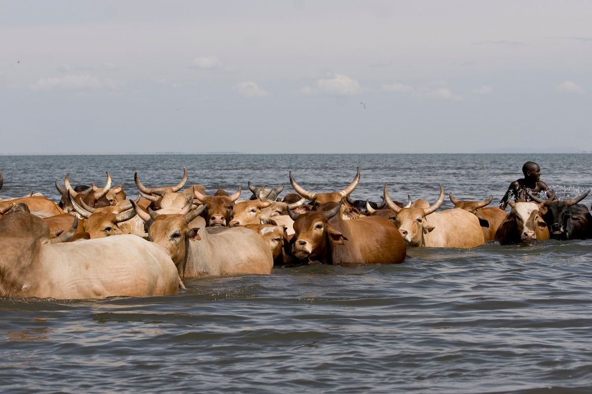 Ostafrika, Tansania, Kenia, Safari, Tierfoto, Lake Victoria, Speke Bay, Rinderherde im Wasser