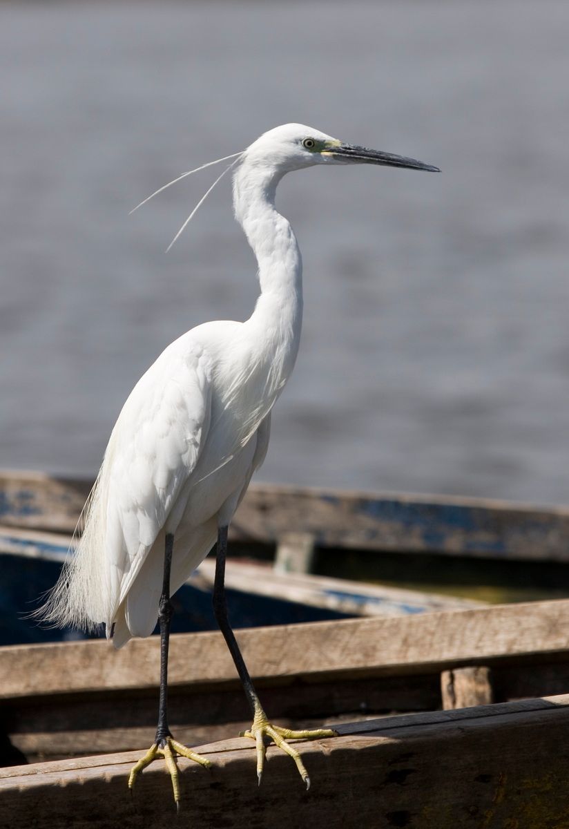 Ostafrika, Tansania, Kenia, Safari, Tierfoto, Lake Victoria, Speke Bay, Fischreiher