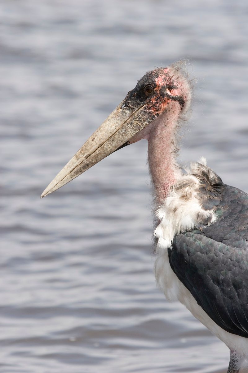 Ostafrika, Tansania, Kenia, Safari, Tierfoto, Lake Victoria, Speke Bay, Marabu