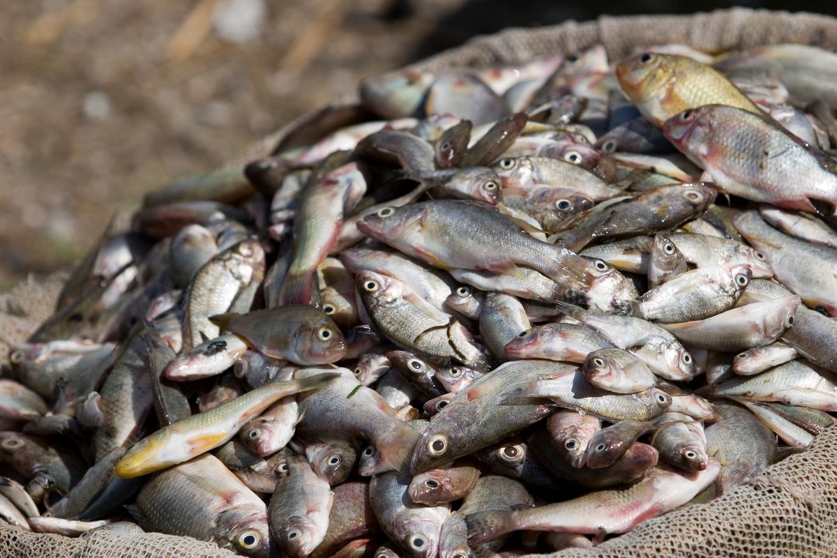 Ostafrika, Tansania, Kenia, Safari, Tierfoto, Lake Victoria, Speke Bay, Fischer