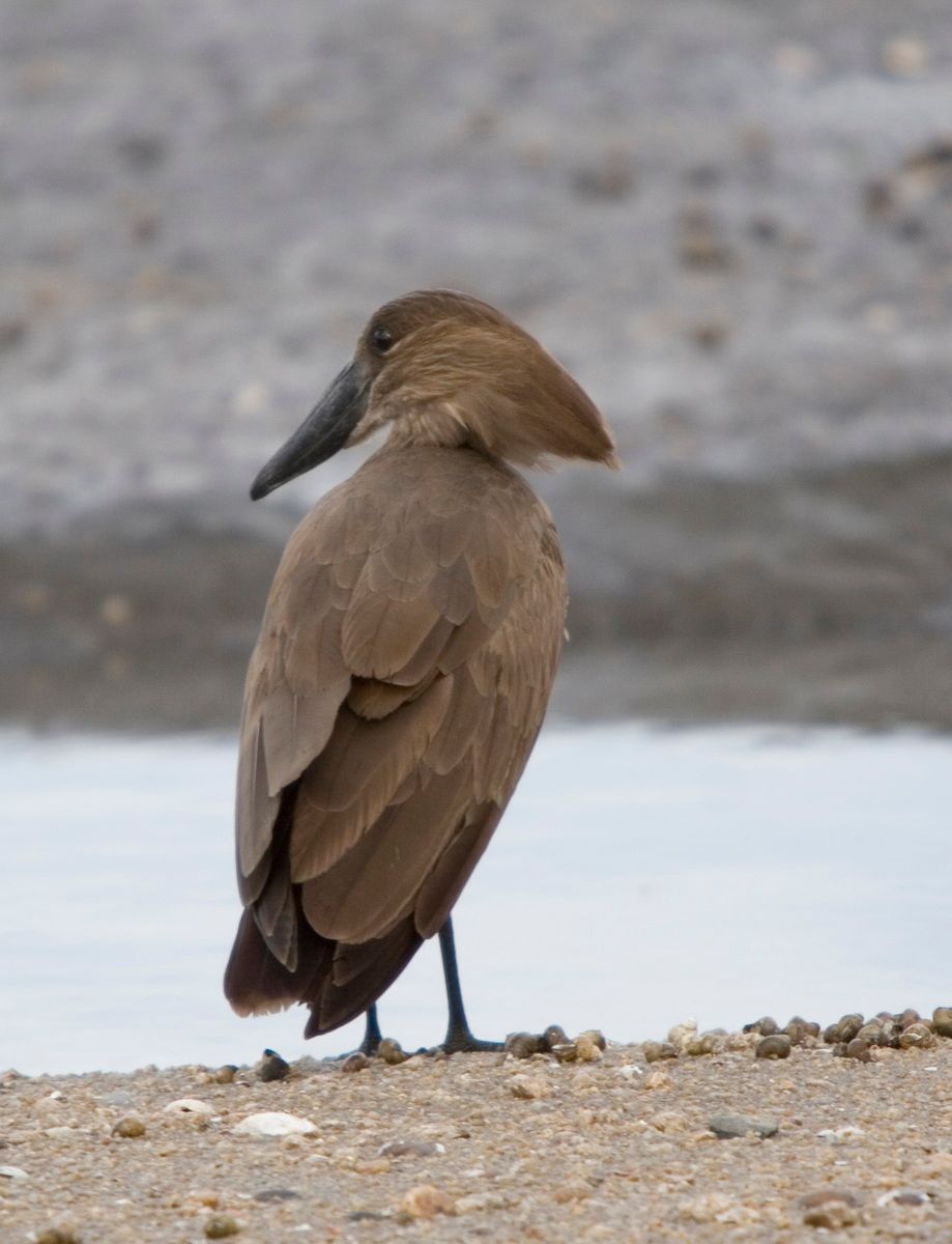 Ostafrika, Tansania, Kenia, Safari, Tierfoto, Lake Victoria, Speke Bay, Hammerhead Ente