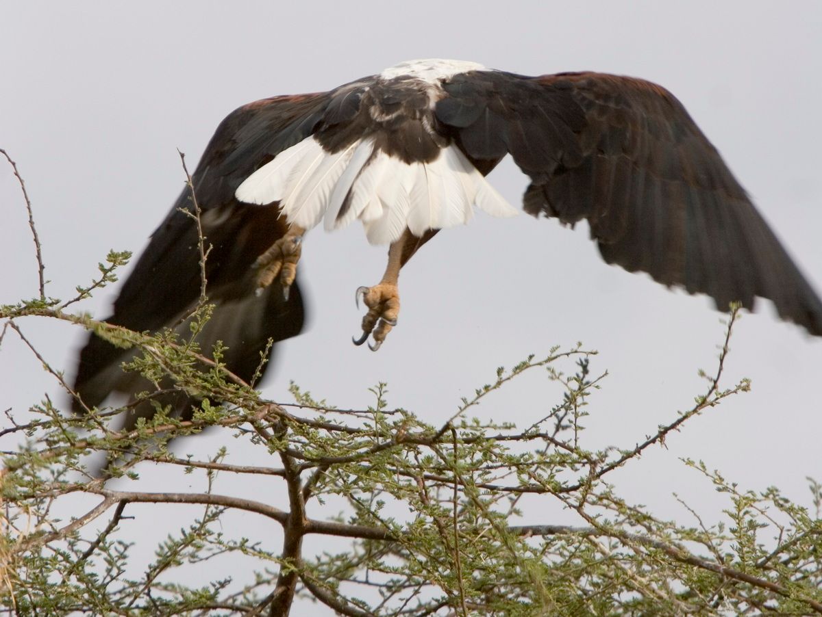 Ostafrika, Tansania, Kenia, Safari, Tierfoto, Lake Victoria, Speke Bay, Weißkopf Seeadler