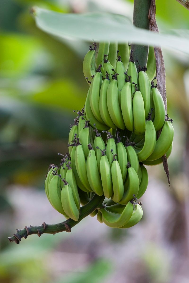Ostafrika, Tansania, Kenia, Safari,  Bananenstaude