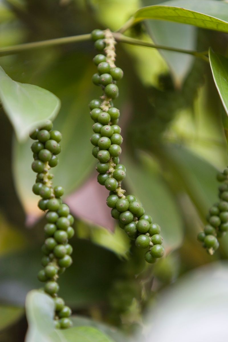 Ostafrika, Tansania, Kenia, Safari,  Grüner Pfeffer