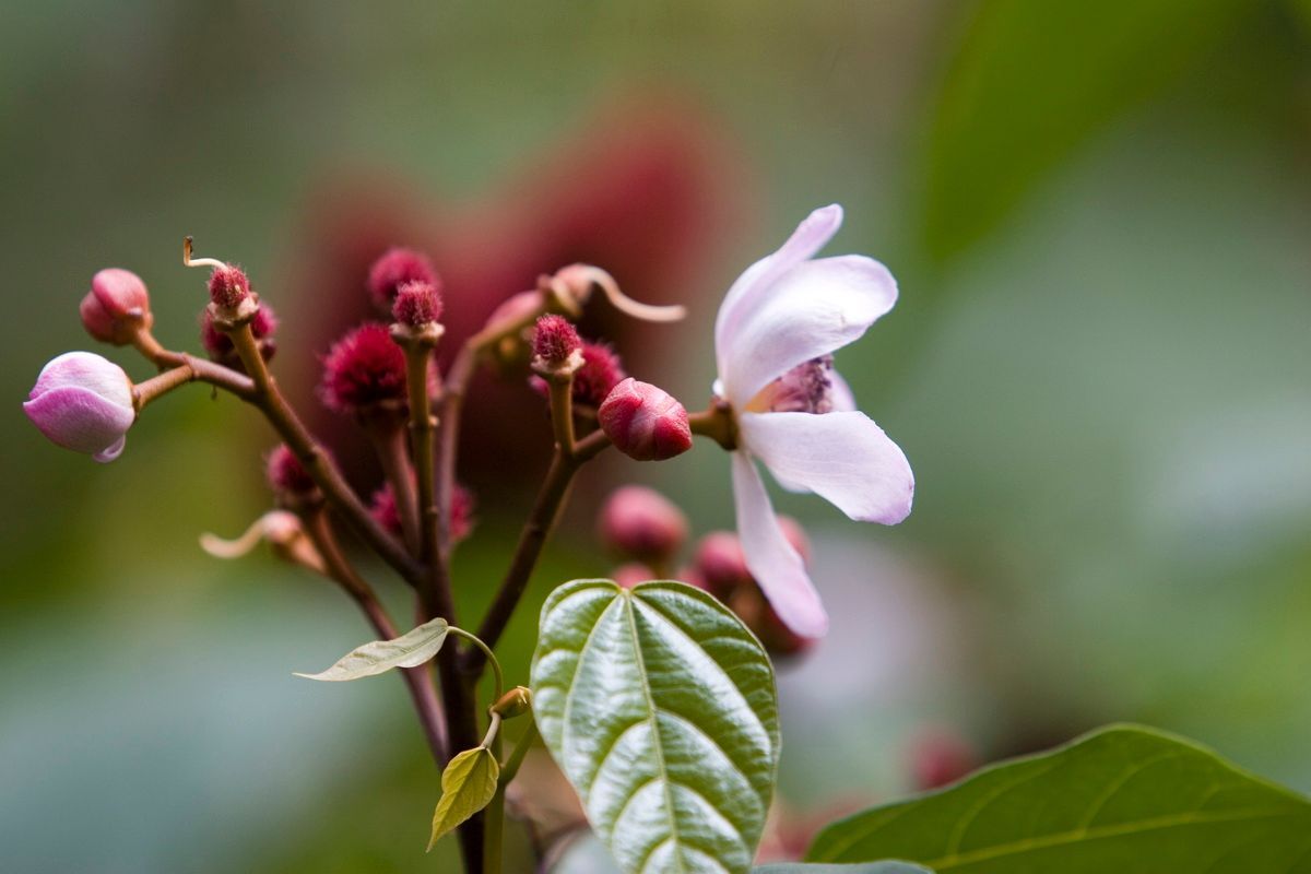 Ostafrika, Tansania, Kenia, Safari,  Zanzibar