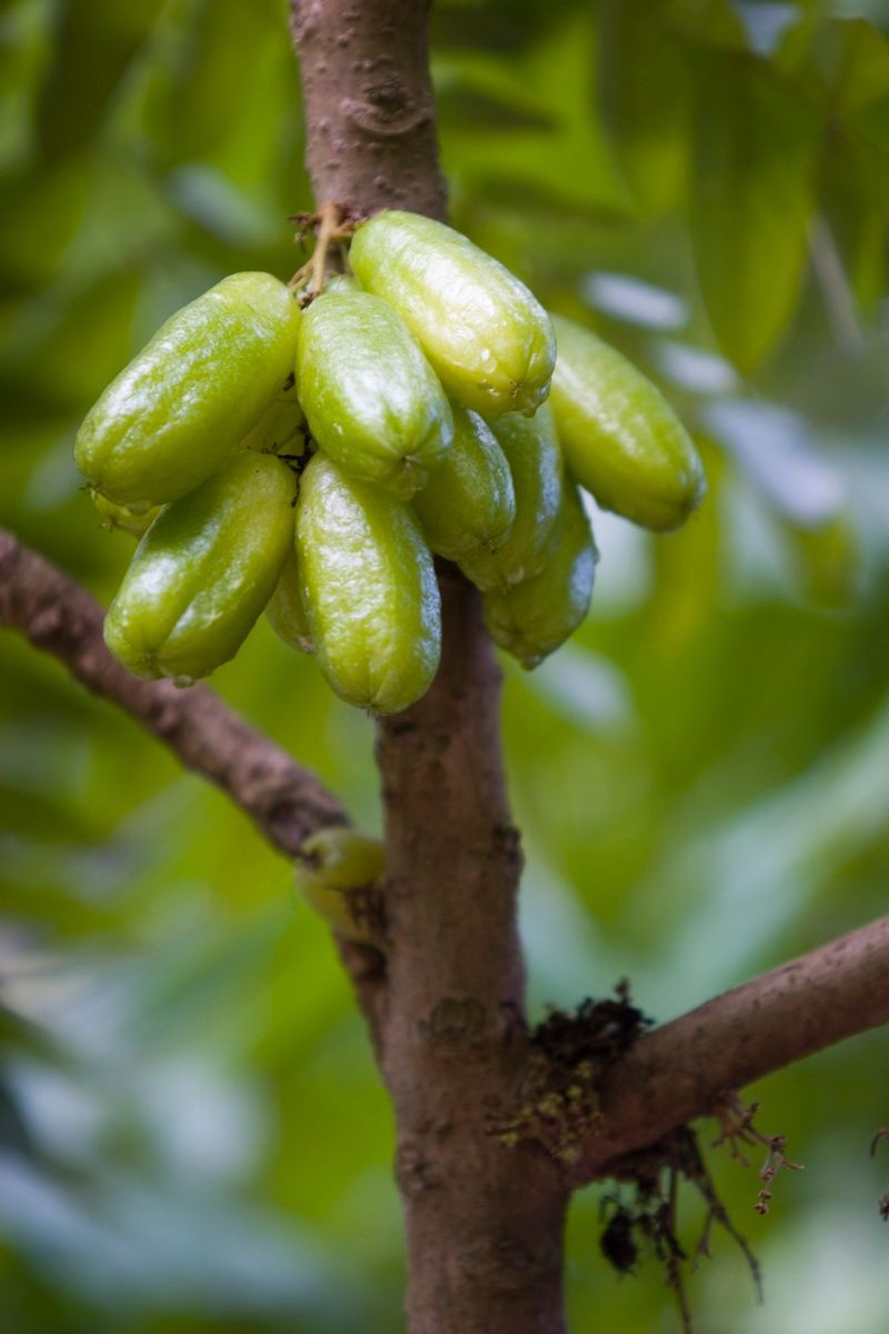 Ostafrika, Tansania, Kenia, Safari, Zanzibar, Sternfrucht