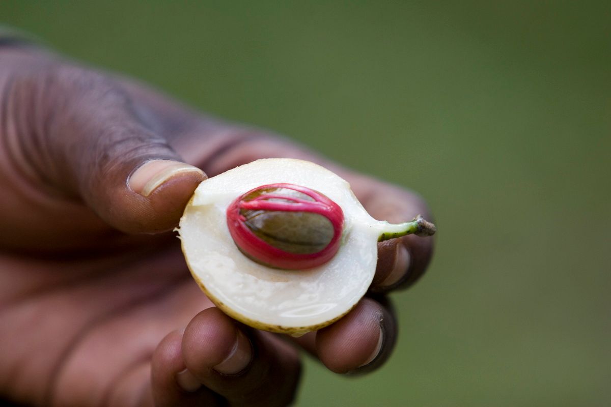 Ostafrika, Tansania, Kenia, Safari, Tierfoto, Zanzibar, Muskatnuss