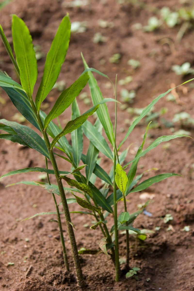 Ostafrika, Tansania, Kenia, Safari, Tierfoto, Zanzibar, Ingwerpflanze